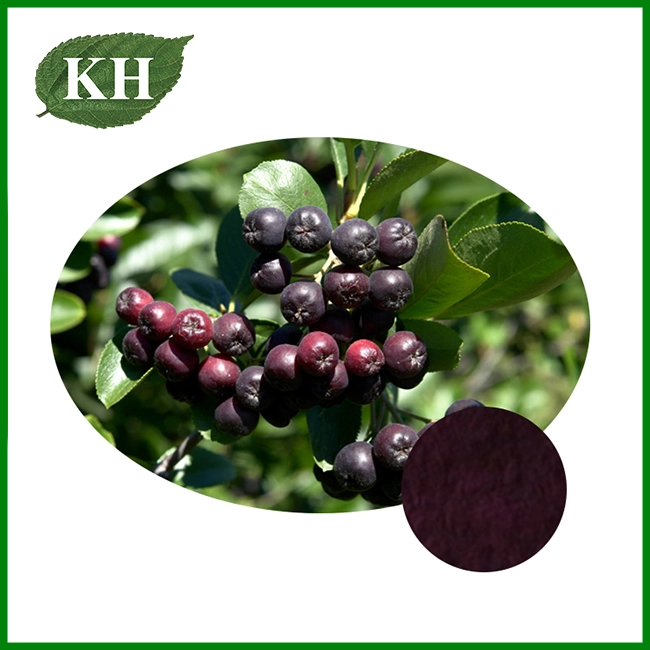 Black Chokeberry Extract Black Chokeberry Extract